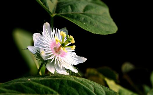 科学减肥的5大黄金法则，告别反弹困扰